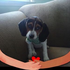 Meet your Posher, Ronda